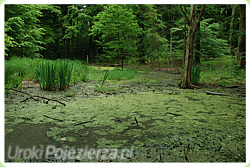 Rezerwat  'Golcowe Bagno'