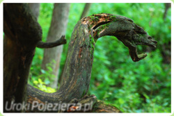 Rezerwat "Diabli Skok"