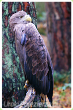 Fauna - Pojezierze Wałeckie