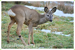 Fauna - Pojezierze Wałeckie