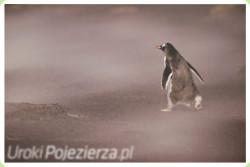Wildlife Photographer of the Year