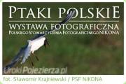 Wystawa 'Ptaki Polskie' w Waczu
