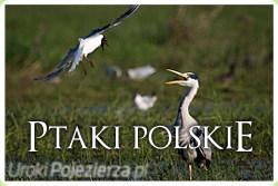 Wystawa Ptaki Polskie w Kaliszu Pom.